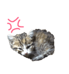 猫で返信スタンプ（個別スタンプ：9）