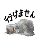 猫で返信スタンプ（個別スタンプ：11）