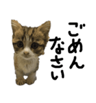 猫で返信スタンプ（個別スタンプ：12）