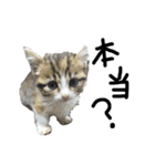 猫で返信スタンプ（個別スタンプ：13）