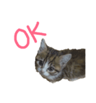 猫で返信スタンプ（個別スタンプ：14）