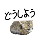 猫で返信スタンプ（個別スタンプ：15）