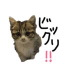 猫で返信スタンプ（個別スタンプ：16）