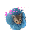にゃんこファミリー2（個別スタンプ：13）