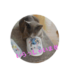 にゃんこファミリー2（個別スタンプ：26）