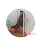にゃんこファミリー2（個別スタンプ：27）