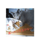 にゃんこファミリー2（個別スタンプ：29）
