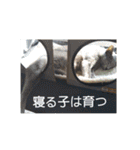 にゃんこファミリー2（個別スタンプ：34）