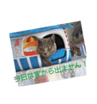 にゃんこファミリー2（個別スタンプ：35）