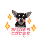 チワワのきなことあんこ（個別スタンプ：1）
