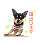 チワワのきなことあんこ（個別スタンプ：4）