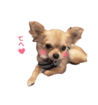 チワワのきなことあんこ（個別スタンプ：9）