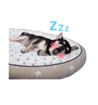 チワワのきなことあんこ（個別スタンプ：13）