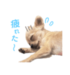 チワワのきなことあんこ（個別スタンプ：24）