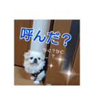 ペキニーズのぷりん（個別スタンプ：1）