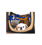 ペキニーズのぷりん（個別スタンプ：4）