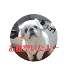 ペキニーズのぷりん（個別スタンプ：5）