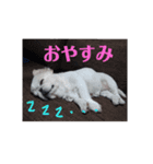 ペキニーズのぷりん（個別スタンプ：7）
