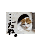 かんたろうのリアクションスタンプ（個別スタンプ：13）