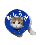 かんたろうのリアクションスタンプ（個別スタンプ：20）