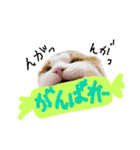 かんたろうのリアクションスタンプ（個別スタンプ：21）