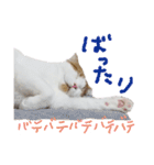 かんたろうのリアクションスタンプ（個別スタンプ：29）