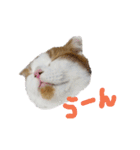 かんたろうのリアクションスタンプ（個別スタンプ：36）