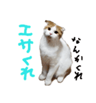 かんたろうのリアクションスタンプ（個別スタンプ：37）