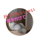 スコティッシュフォールドのノルの日常（個別スタンプ：1）