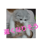 スコティッシュフォールドのノルの日常（個別スタンプ：3）