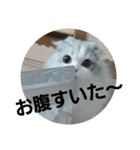スコティッシュフォールドのノルの日常（個別スタンプ：5）
