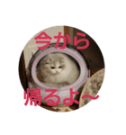 スコティッシュフォールドのノルの日常（個別スタンプ：8）