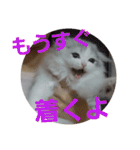 スコティッシュフォールドのノルの日常（個別スタンプ：9）