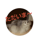 スコティッシュフォールドのノルの日常（個別スタンプ：10）