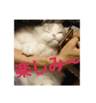 スコティッシュフォールドのノルの日常（個別スタンプ：15）