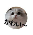 スコティッシュフォールドのノルの日常（個別スタンプ：17）