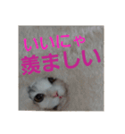 スコティッシュフォールドのノルの日常（個別スタンプ：19）