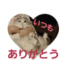 スコティッシュフォールドのノルの日常（個別スタンプ：20）