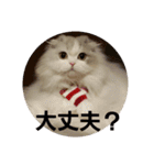 スコティッシュフォールドのノルの日常（個別スタンプ：22）