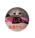 スコティッシュフォールドのノルの日常（個別スタンプ：23）