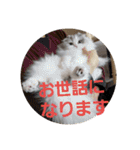 スコティッシュフォールドのノルの日常（個別スタンプ：26）