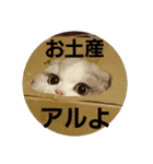 スコティッシュフォールドのノルの日常（個別スタンプ：29）