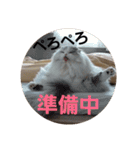 スコティッシュフォールドのノルの日常（個別スタンプ：30）