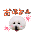 まいにちビションフリーゼ（1）（個別スタンプ：1）