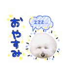 まいにちビションフリーゼ（1）（個別スタンプ：2）