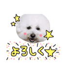 まいにちビションフリーゼ（1）（個別スタンプ：3）