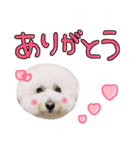 まいにちビションフリーゼ（1）（個別スタンプ：4）