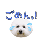 まいにちビションフリーゼ（1）（個別スタンプ：5）