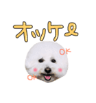 まいにちビションフリーゼ（1）（個別スタンプ：8）