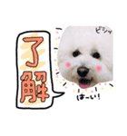 まいにちビションフリーゼ（1）（個別スタンプ：9）